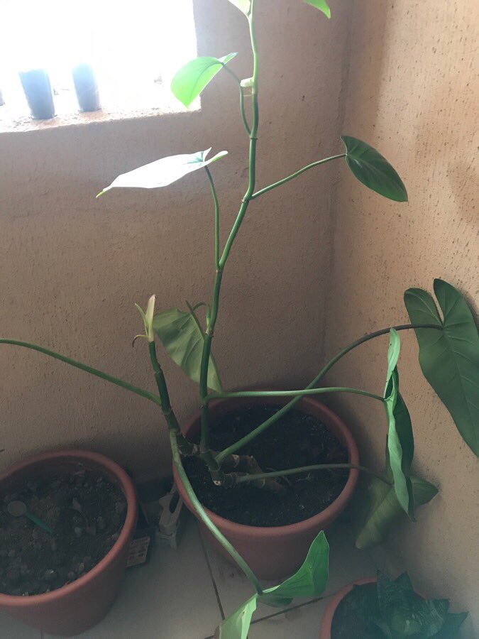 This [former] big guy is, well, whatever it is now and I’m not sure what the problem is. It’s taller, but keeps looking weak and yellow and shedding. These are newer leaves on it. It’s so sad.