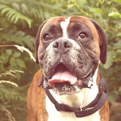 Beautiful big smile 😍🐶
•
•
•
#boxer #boxerdog #boxersofinstagram #classicboxer #puppiesempire #dog #dogs #dogsofinstagram #puppylove #puppy #puppies #puppiesofinstagram #doggo #doggie #dogfeatures #dogmodelsearch #dogmodels #doghugs #puppydaily #… ift.tt/32sdH0j