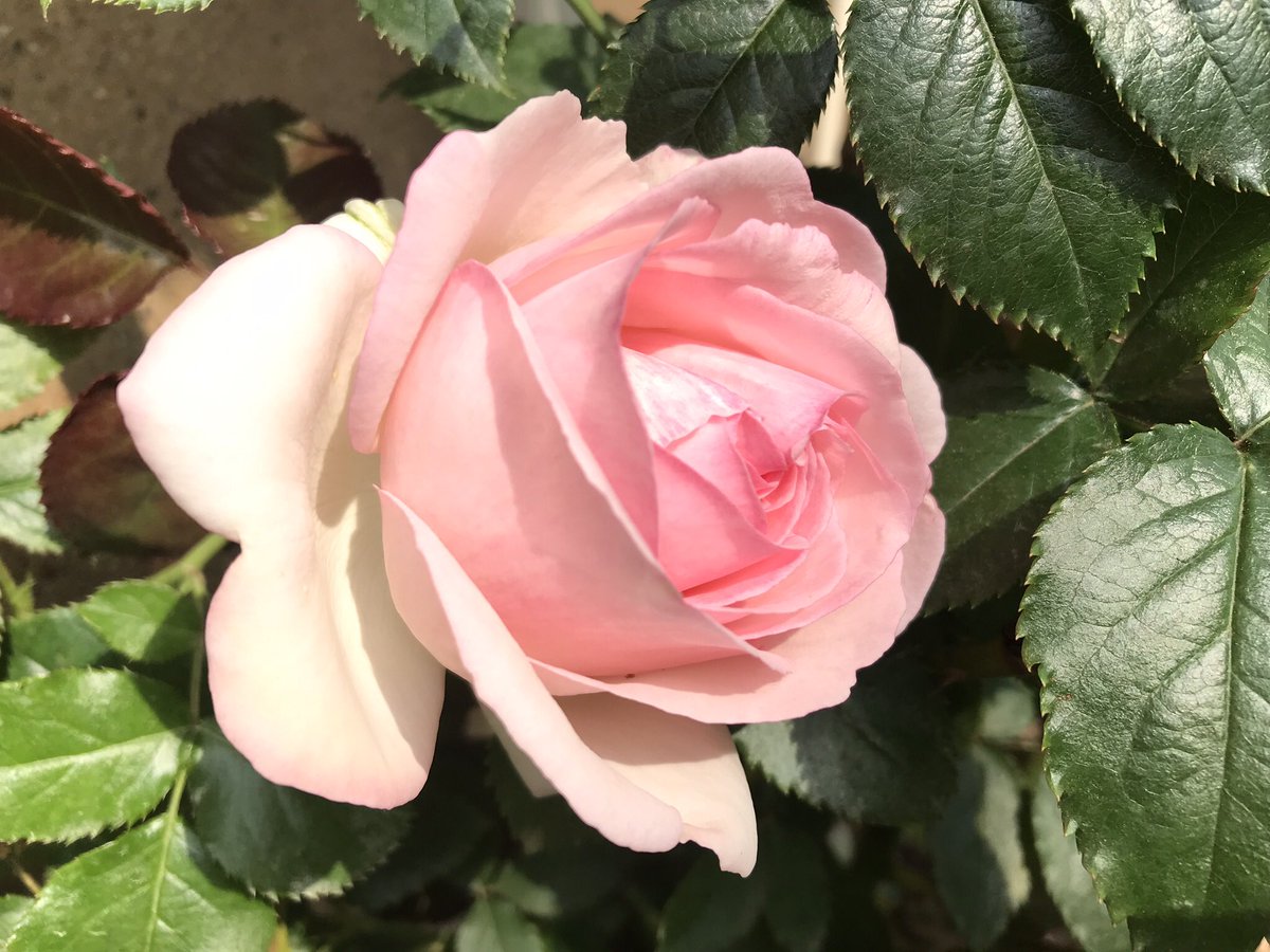 #FridayFeeling <a href="/LibertyHallKean/">Liberty Hall Museum</a> in Union, #NJ. Open Tues.-Fri. 19-4, Sat., 10-3. A revisit to early summer roses, but something’s always blooming in the beautiful gardens. #FridayThoughts