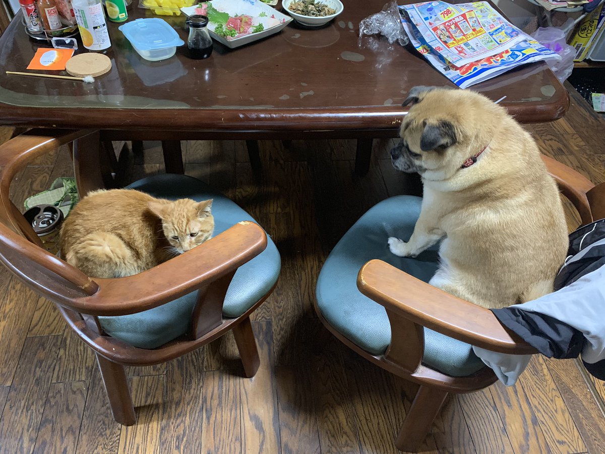 InuYomogi's tweet photo. 仲良し？かな？笑

#犬と猫どっちも飼ってると毎日たのしい 
#犬のいる生活 #猫のいる生活 
#犬好きさんと繋がりたい #犬好きな人と繋がりたい 
#猫好きさんと繋がりたい https://t.co/c6klvDmJ6a
