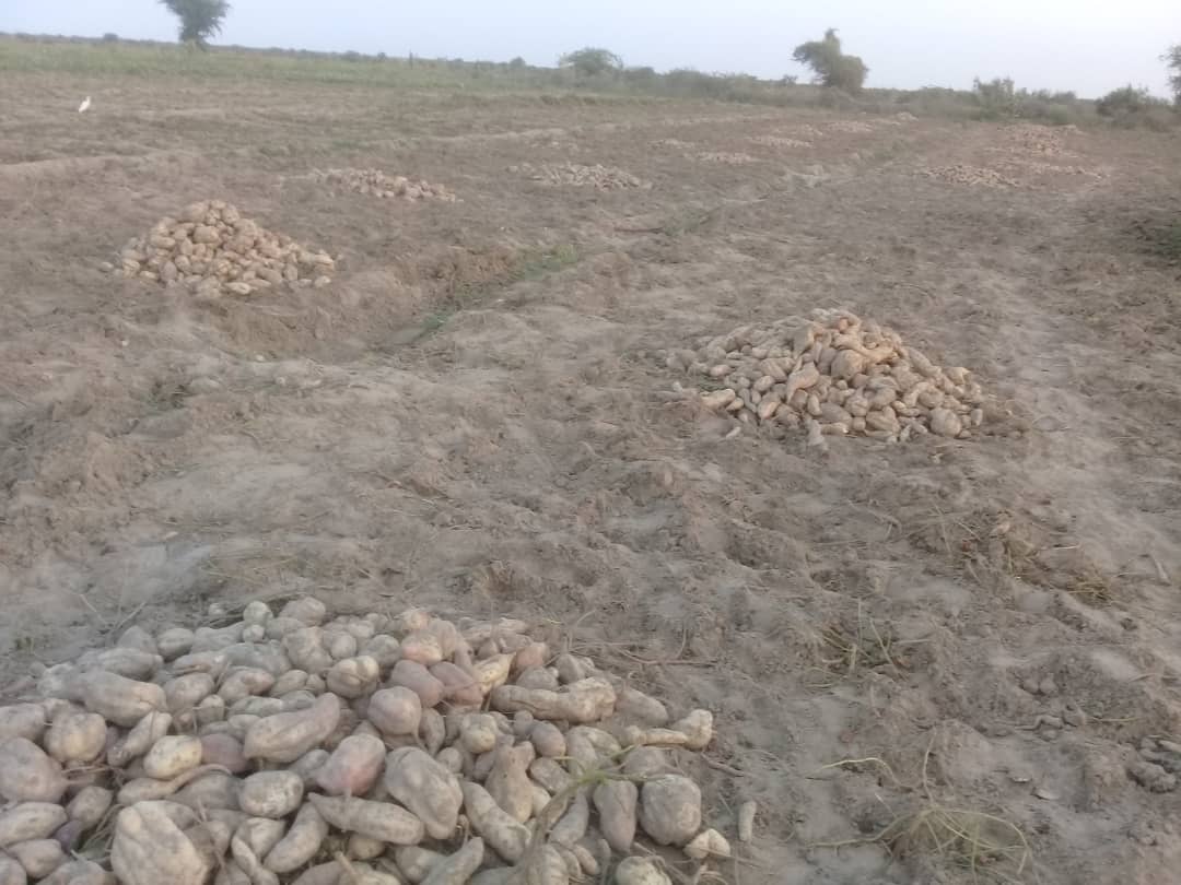 PdidasOfficiel's tweet photo. Démarrage de la 3è campagne de récolte de patate douce à l’#Opération_Pilote de #Ngnith mise en place par le #PDIDAS au profit des petits producteurs de Yamane, Khondental et Alwathiam (#Saint_Louis) regroupés autour de 5 GIE dont deux Groupements de Promotion Féminine #Sénégal https://t.co/yk949dchxR