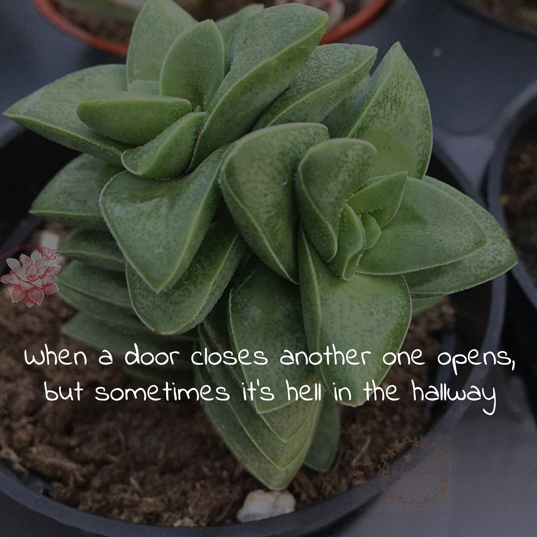 #When a #door #closes #another #one #opens, #but #sometimes #it's #hell #in #the #hallway #crassula #crassulaspringtime #succulents #success #quotes @ArborCreekNiag - Like for more success - Follow us for more success quotes @SucculentsSucc1
