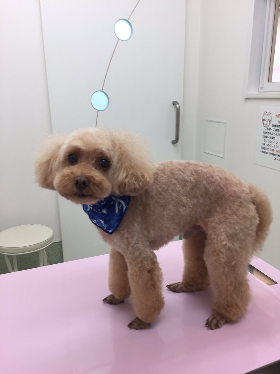 トイプードルのサマーカット バリカンは何ミリが人気 6mmや3mm 5mmの違いをチェック 愛犬と満喫ライフ 犬が飼い主を大好きに 子犬のしつけの悩みも解決して正しいドッグフードの選び方も紹介