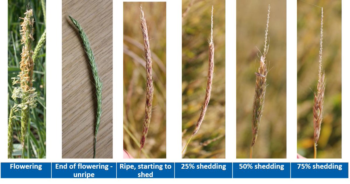 Black-grass has started to shed and the first samples for resistance testing just starting to arrive <a href="/ADASGroup/">ADAS</a> #blackgrass
