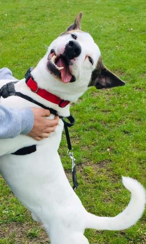 sibirro's tweet photo. walked this star akita scoobie on wednesday such a lovely boy who is looking for a permanent home at only two years old he will make a wonderful addition to someones family

https://t.co/2Hqyvvr7Hi https://t.co/9L0xNSfmPI