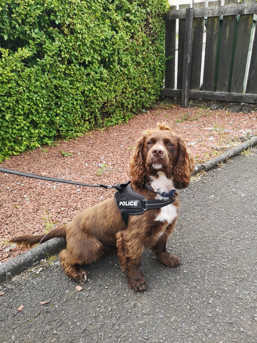CptDenny's tweet photo. The team carried out a search warrant with help from our colleagues at the Support unit today along with this handsome chap, PD spud from @polscotdogs
Work like this can only be carried out following intelligence from the community #keepusintheloop @FalkirkPolice https://t.co/llUceQTgF2