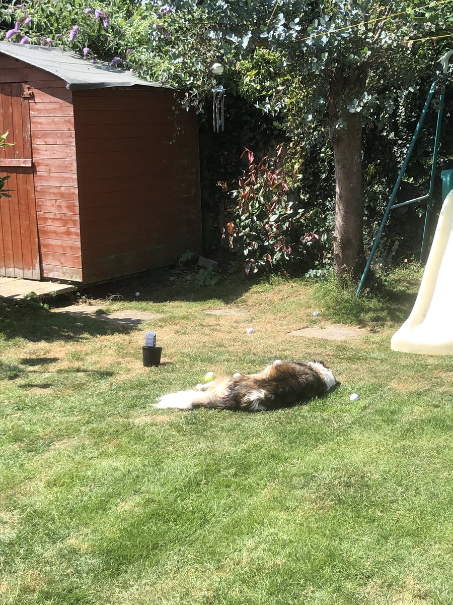 gfearon77's tweet photo. Seriously, you have the rest of the (smallish) garden to lie in!! 🐶🤬🏌️‍♂️I guess she’ll move quick enough when I skin one into her... @MaybeSoYouThink @garethfearon @NickFaldo006 @TheClub @PepperellEddie @TheSergioGarcia @beemerpga @TweeterAlliss #chippingpractice #addedhazard https://t.co/2Zy7VHJ6Ac