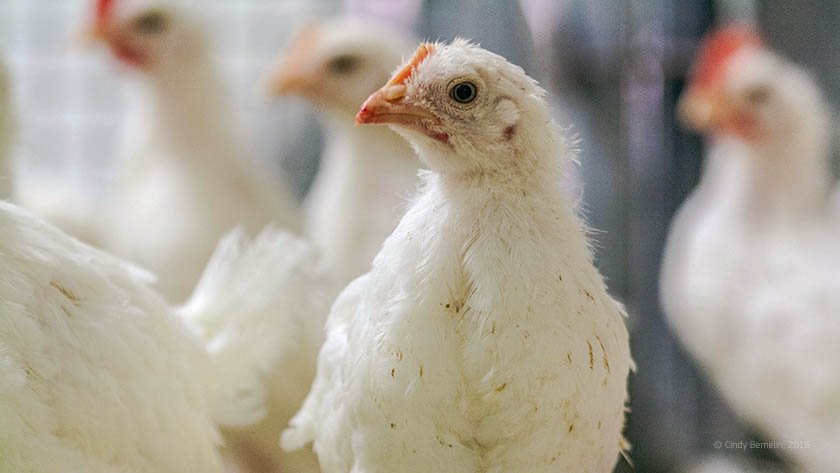 The #EUfunded SAPHIR project has developed novel #vaccine 💉candidates to tackle resistance to #antibiotics and #antimicrobials, improve #animalwelfare, save money, and reduce the need for environment-damaging chemicals europa.eu/!gx43dq