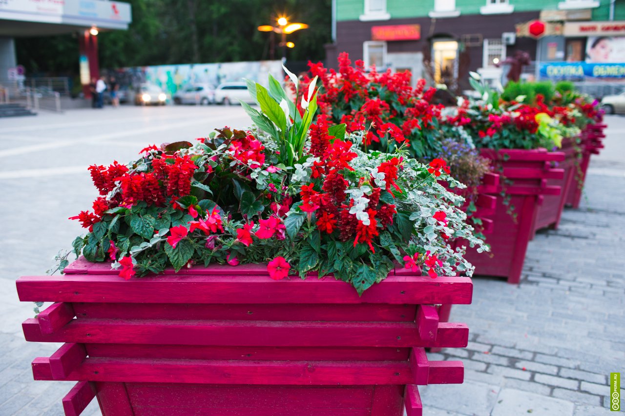 Город уличные цветы