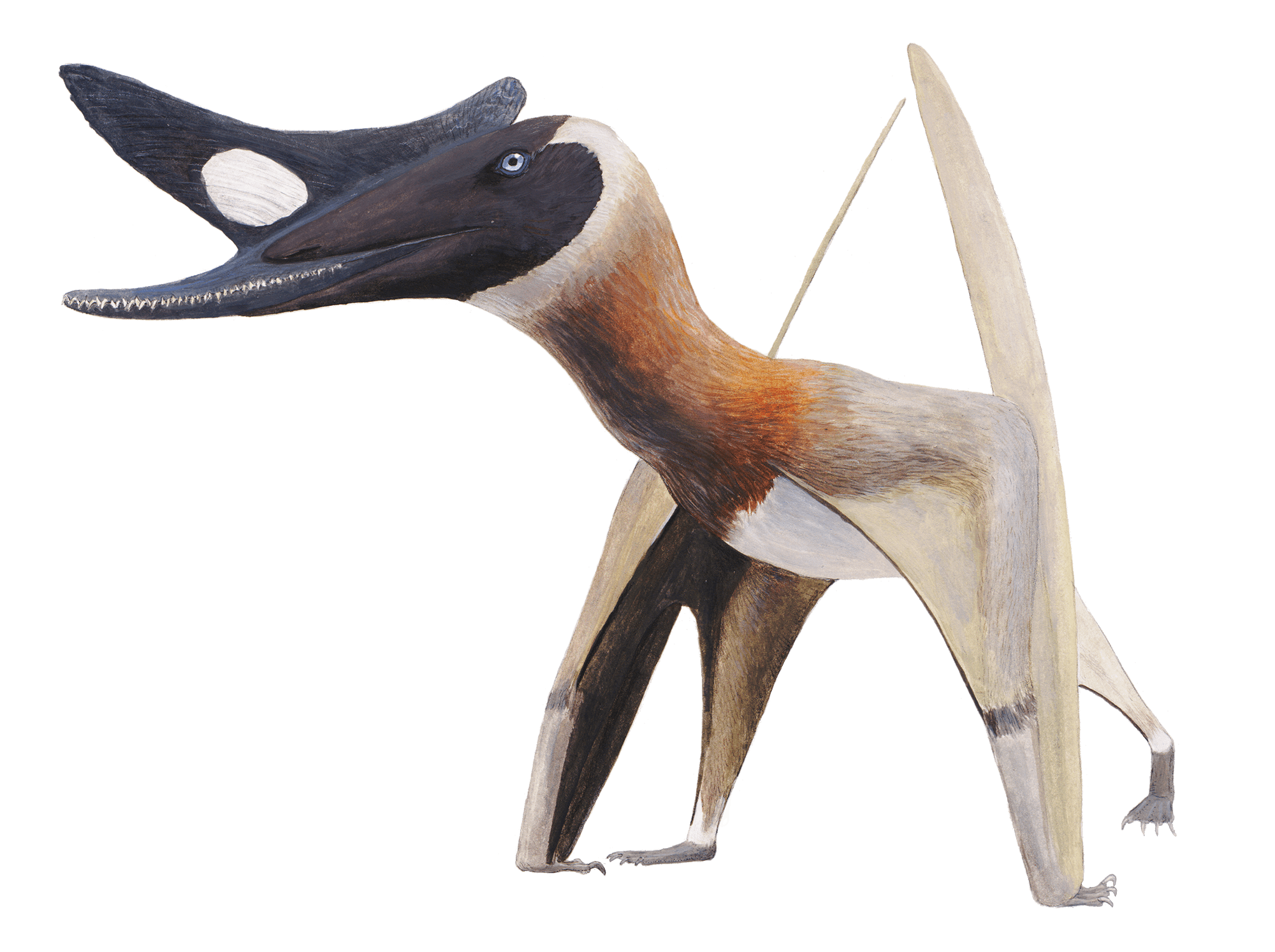 Pteranodon - Pteros