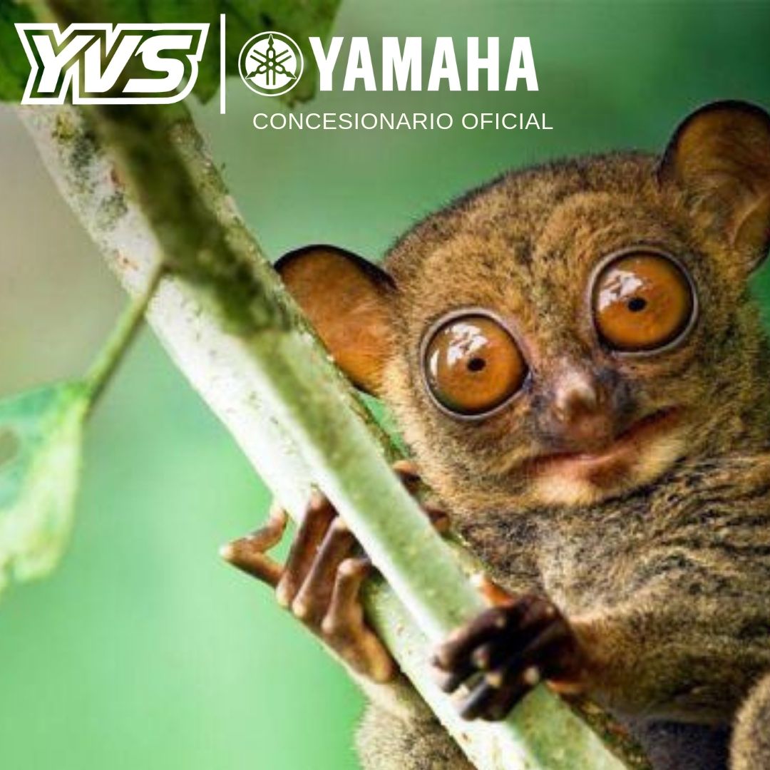 OOOhhh! Nuevo Concesionario Oficial YAMAHA en Sabadell 🤣
.
.
.
#YAMAHA #OFICIALDEALER #V46 #Sabadell #Showroom #Fullfactory 
#MotoGP #SBK #Endurance #Dunlop #Michelin