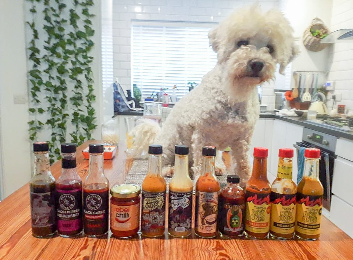 CollinsCanines's tweet photo. When your wifi isn't working so you host your own Hot Ones episode with your dog."So Oggy, what u got for us"
#collinscanines #rebelchilli #heatonist #puckerbuttpeppercompany #firstwefeast #chilliclaus #torchbearersauces #bravadospice #queenmajestyhotsauce @smokined @seanseaevans https://t.co/bYQVJmt9Jn