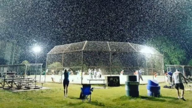 Fish flies descend on Windsor, Ont., and other lakeside communities ctvnews.ca/canada/fish-fl…