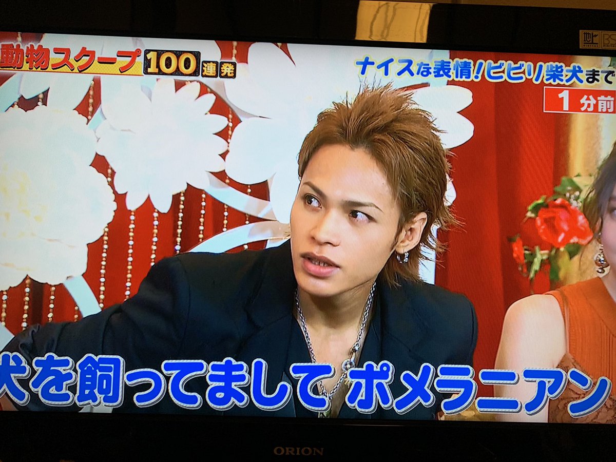 おはる丸さん 全世界各位 上田竜也が自らポメラニアンを飼ってることを教えてくれたぞ 白いポメラニアンのチビ メス だ メスなんだ 女の子 かわいい 上田竜也白いポメラニアンの女の子飼ってる