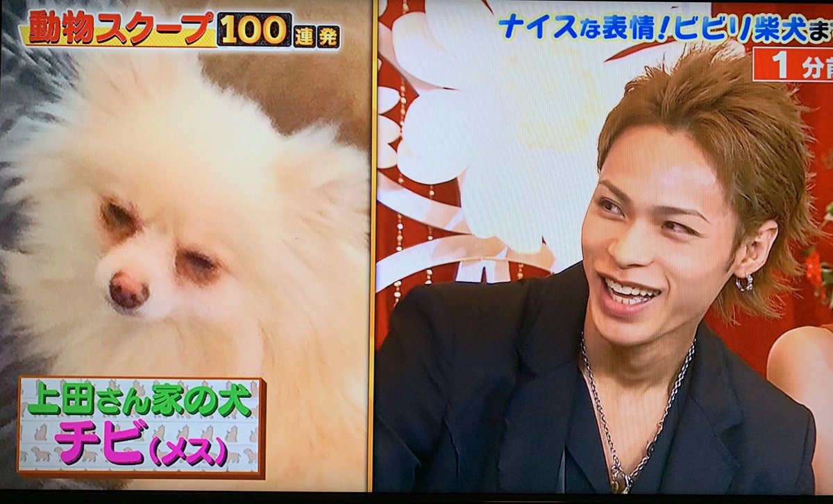 おはる丸さん 全世界各位 上田竜也が自らポメラニアンを飼ってることを教えてくれたぞ 白いポメラニアンのチビ メス だ メスなんだ 女の子 かわいい 上田竜也白いポメラニアンの女の子飼ってる