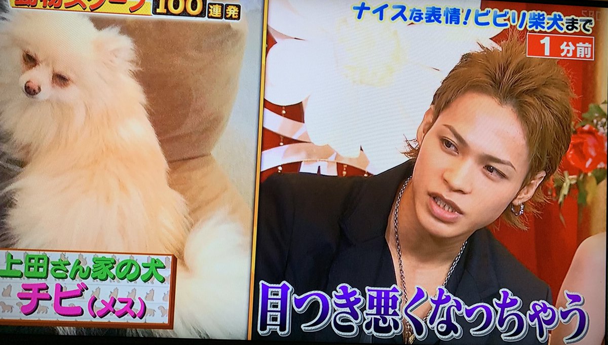 おはる丸さん Auf Twitter 全世界各位 上田竜也が自らポメラニアンを飼ってることを教えてくれたぞ 白い ポメラニアンのチビ メス だ メスなんだ 女の子 かわいい 上田竜也白いポメラニアンの女の子飼ってる