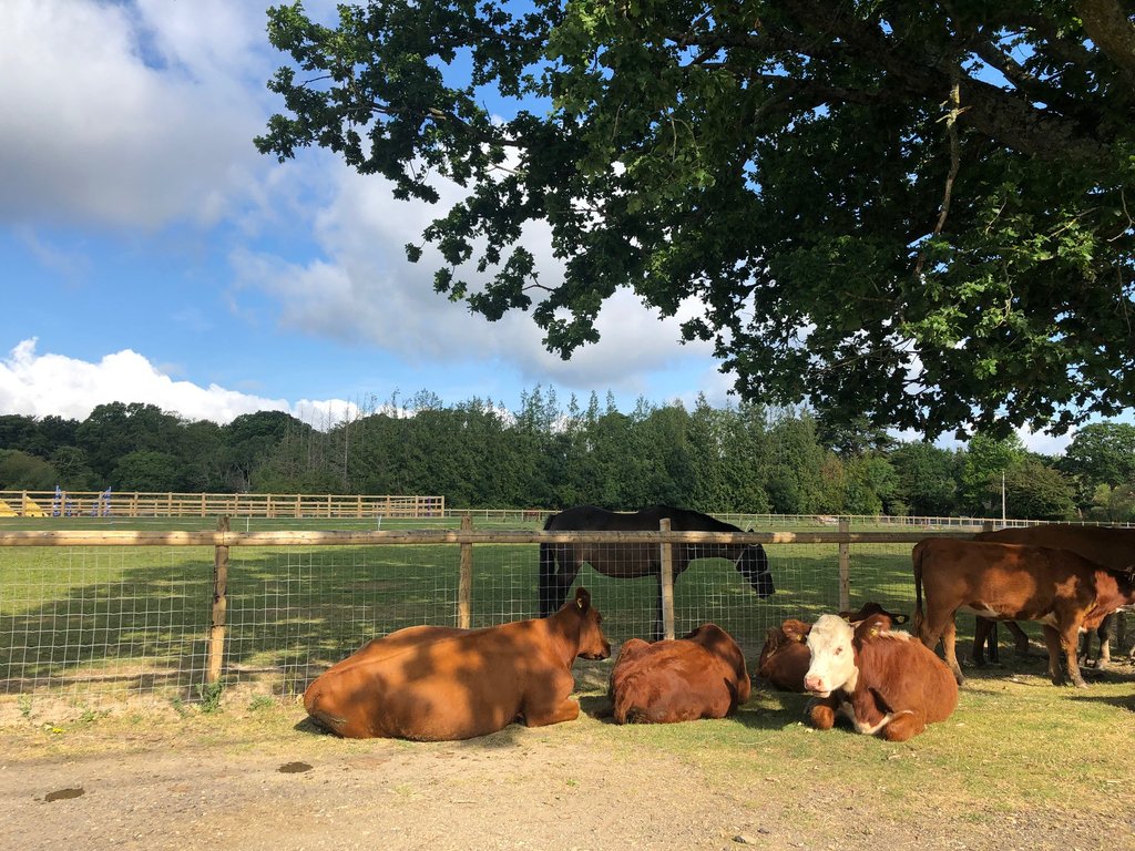 #WildlifeWatch It seems these cows were trying to make friends with the pony in the field next door!  #Spotted #NewForest