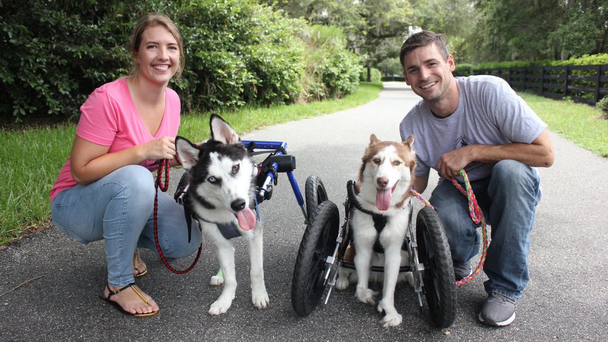 wsbradio's tweet image. Meet the ‘Handicapables.' Pack of special needs pups teach humans what's possible: bit.ly/2JAT9tI.