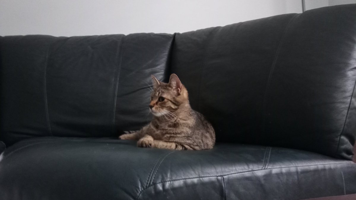 SquilyS's tweet photo. RELAXED, BUT ALWAYS ALERT. -SQ https://t.co/7Kr8YqQKjW