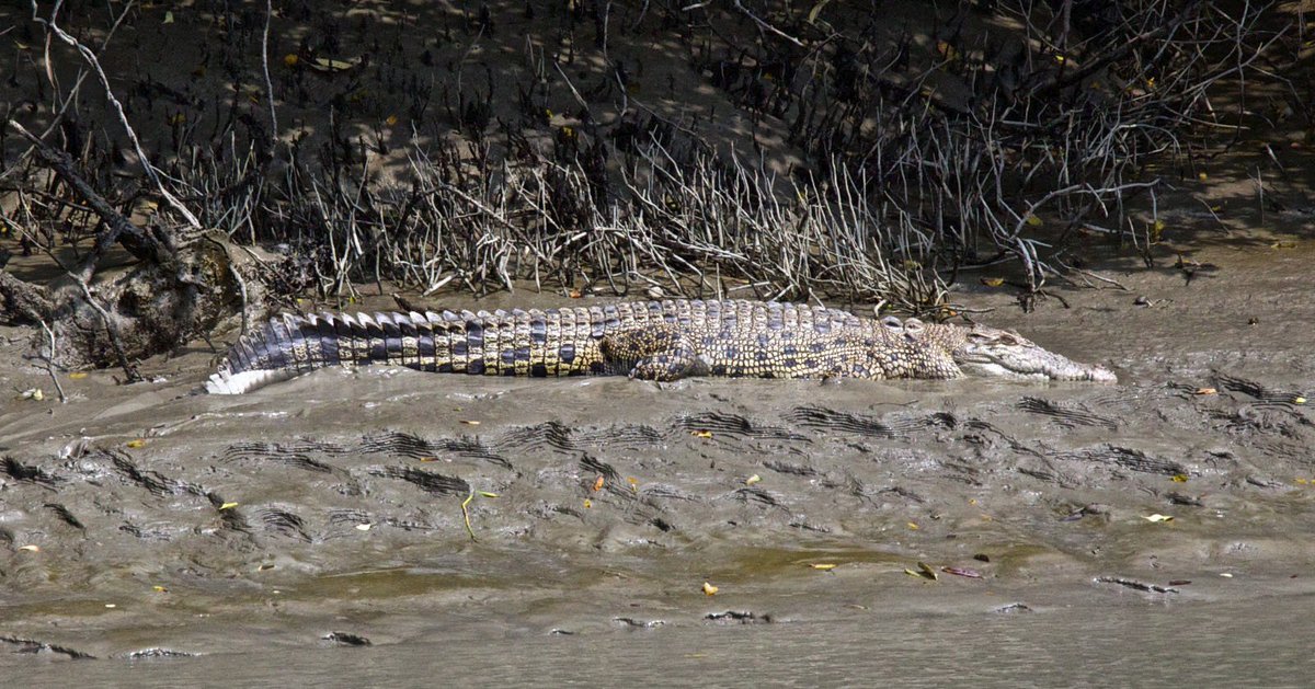 NagerWilliam's tweet photo. These trip cover the Sundarban World largest Mangrove forest is home to diverse wildlife where mysterious Royal Bengal Tiger behind the points &amp; Srimangal is the accessible rain forest. Tea plantation region famous for its Ape and Macaque. https://t.co/bKLClpXbaD
#bangladeshtour https://t.co/RifrHVtiIQ