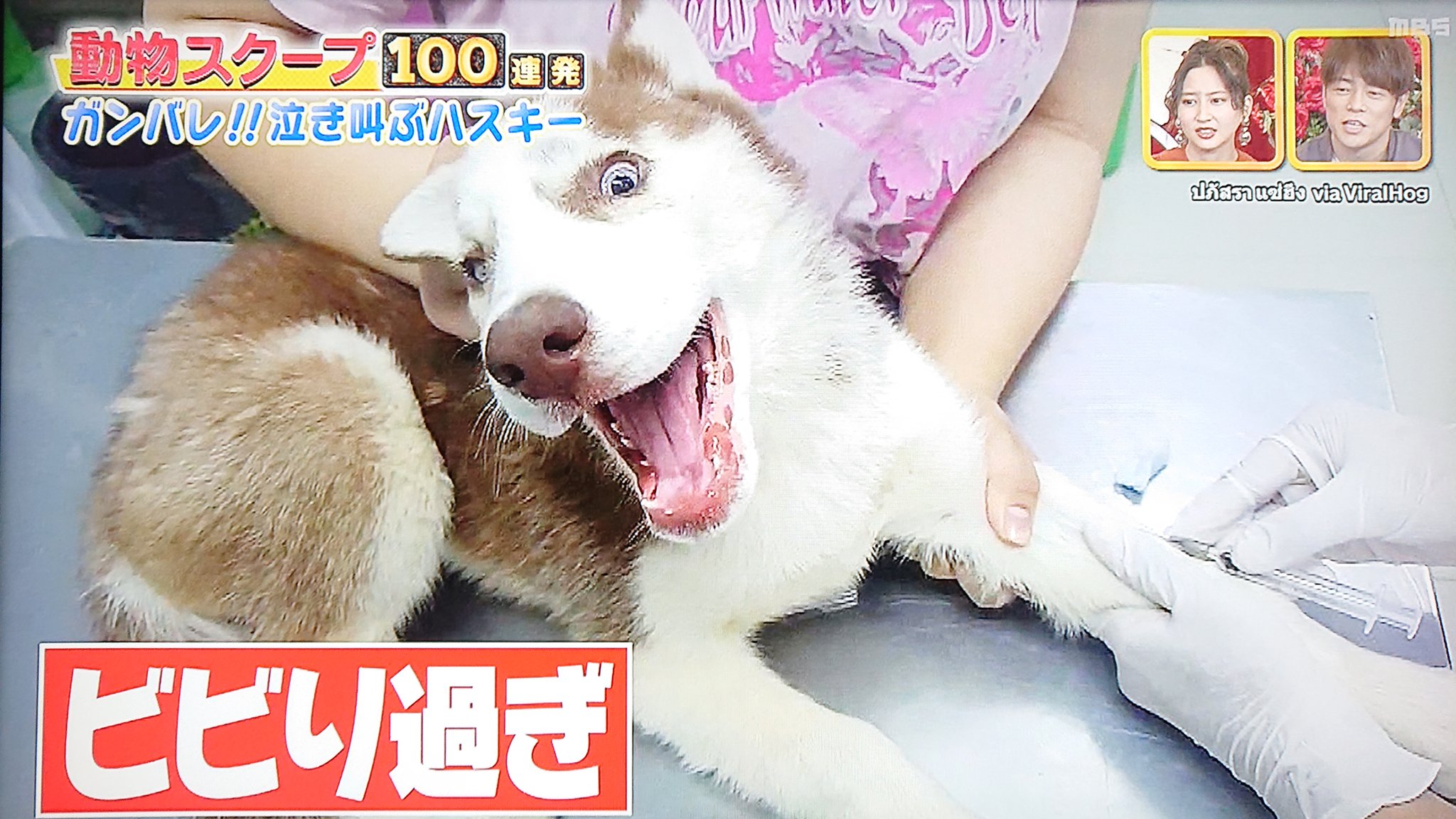 Take7700 注射を打たれるハスキー犬 ビビリ過ぎ ハスキー犬 注射 ビビリ過ぎ T Co J8akcgsjaj Twitter