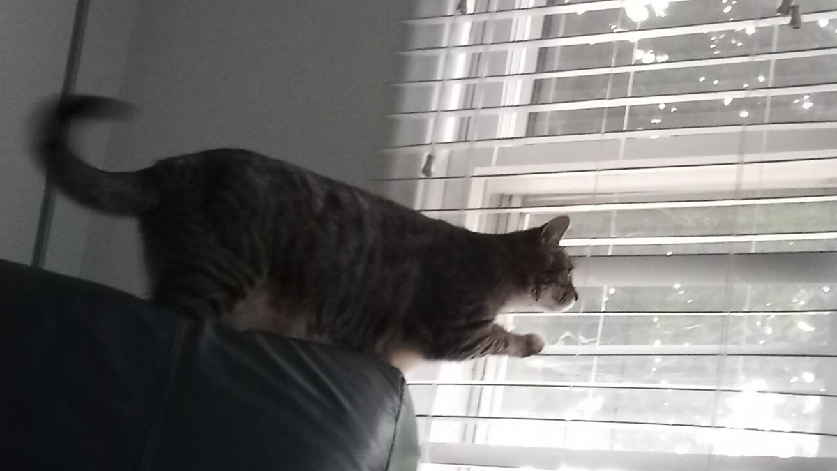SquilyS's tweet photo. TARGET SPOTTED -SQ https://t.co/bxOaOXdUFj