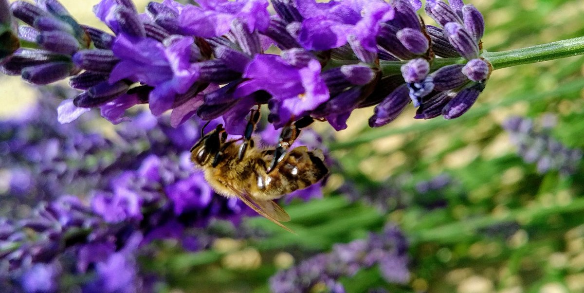 KingsHillGolf's tweet photo. @KentWildlife
#BeeNeeds #pollinators https://t.co/7ffVBj0oBj
