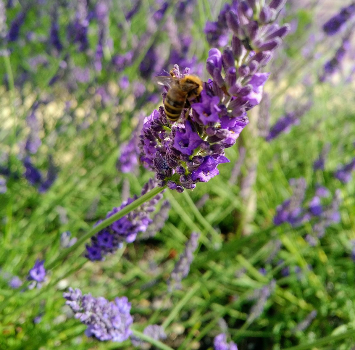 KingsHillGolf's tweet photo. @KentWildlife
#BeeNeeds #pollinators https://t.co/7ffVBj0oBj