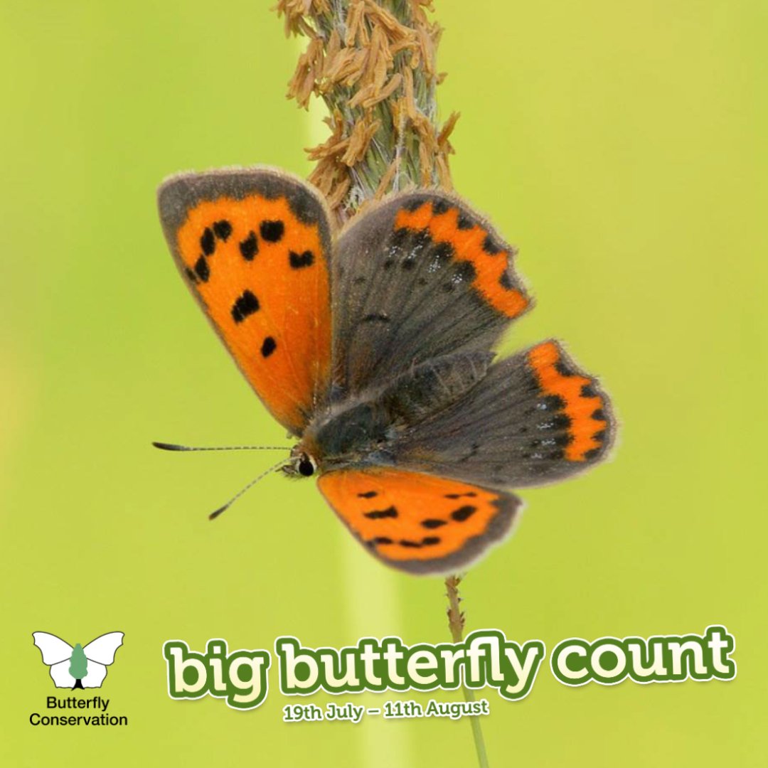 RSPB_Learning's tweet image. TOMORROW...#ButterflyCount 
@savebutterflies
#outdoorlearning #RSPBWildChallenge #WildChallenge #teachers #ThursdayMotivation