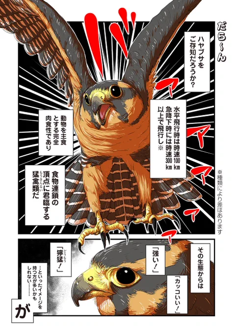 電子書籍「だらけハヤブサとだらだら生活」もよろしくお願いします！
サイコミにて連載していた1話～14話(116ページ分)＋ツイッター連載漫画の観察日記(47ページ分)が収録されて、更にオールフルカラー＆2羽の写真漫画も入って648… 