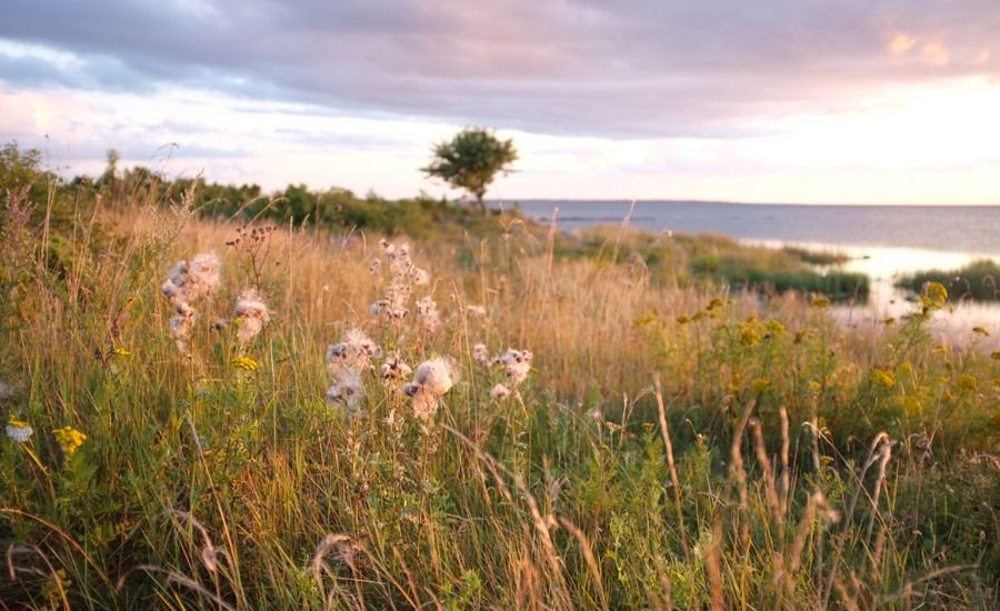 The Muhu Island nature reserve in #Estonia is now available to Greenspace Guardians! See how easy it is to conserve land through our innovative system: buff.ly/2XBRb6m 

#conservation #birdsanctuary #crowdfunding <a href="/foe_us/">Friends of the Earth (Action)</a> <a href="/EnvAgency/">Environment Agency</a> <a href="/EnviroNews/">EnviroNews</a>