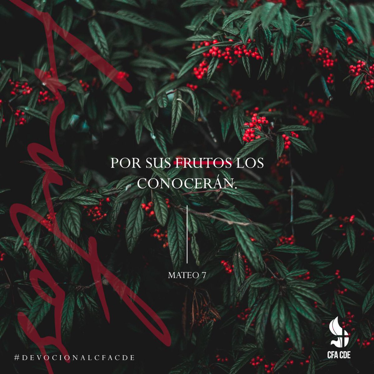 cfc_iglesia's tweet image. Que te identifiquen por tener buenos frutos 🍎
¡Que Dios te bendiga!
#DevocionalCfaCde #GuíadelConquistador #Mateo7