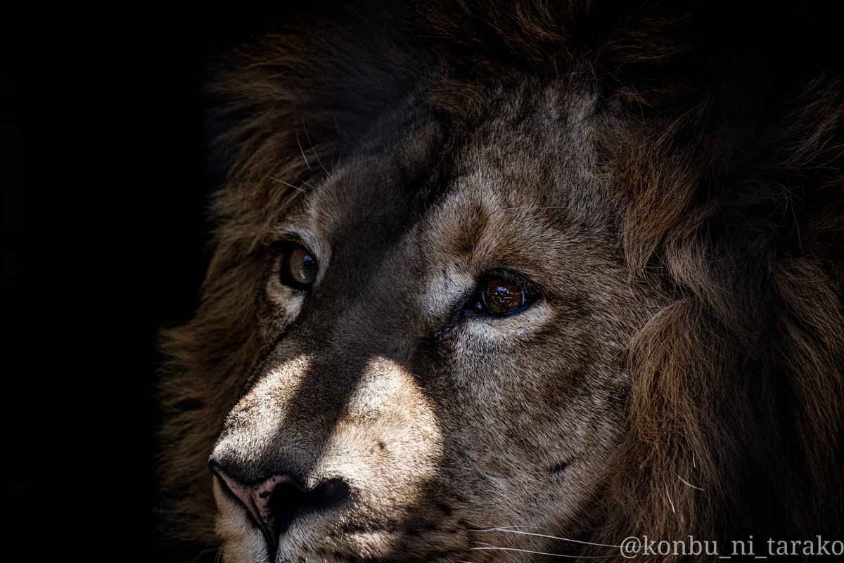 逆叉通 特徴 食いしん坊 人間が大好き ライオン インドライオン Lion ラージャー 野毛山動物園