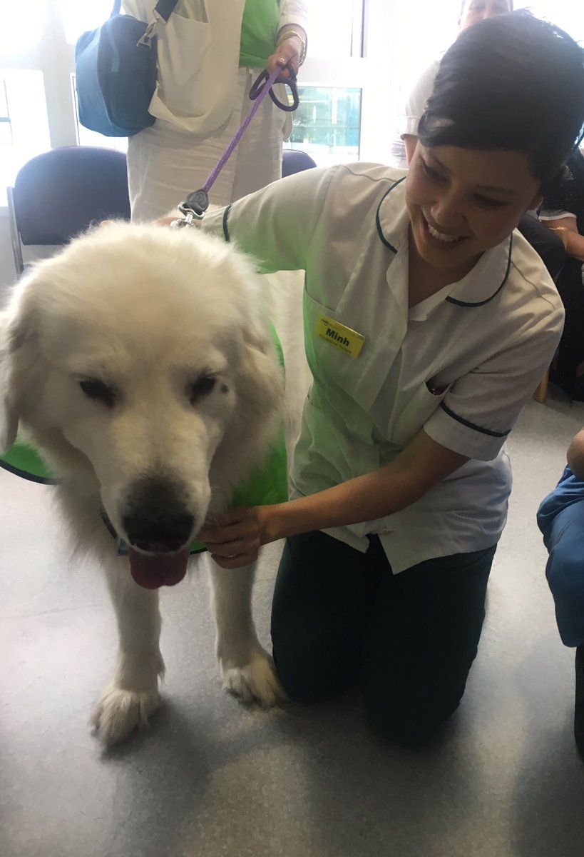 otramblings's tweet photo. My work is better then yours! @uhbtrust #petsinhospital https://t.co/wj3lBup4QQ