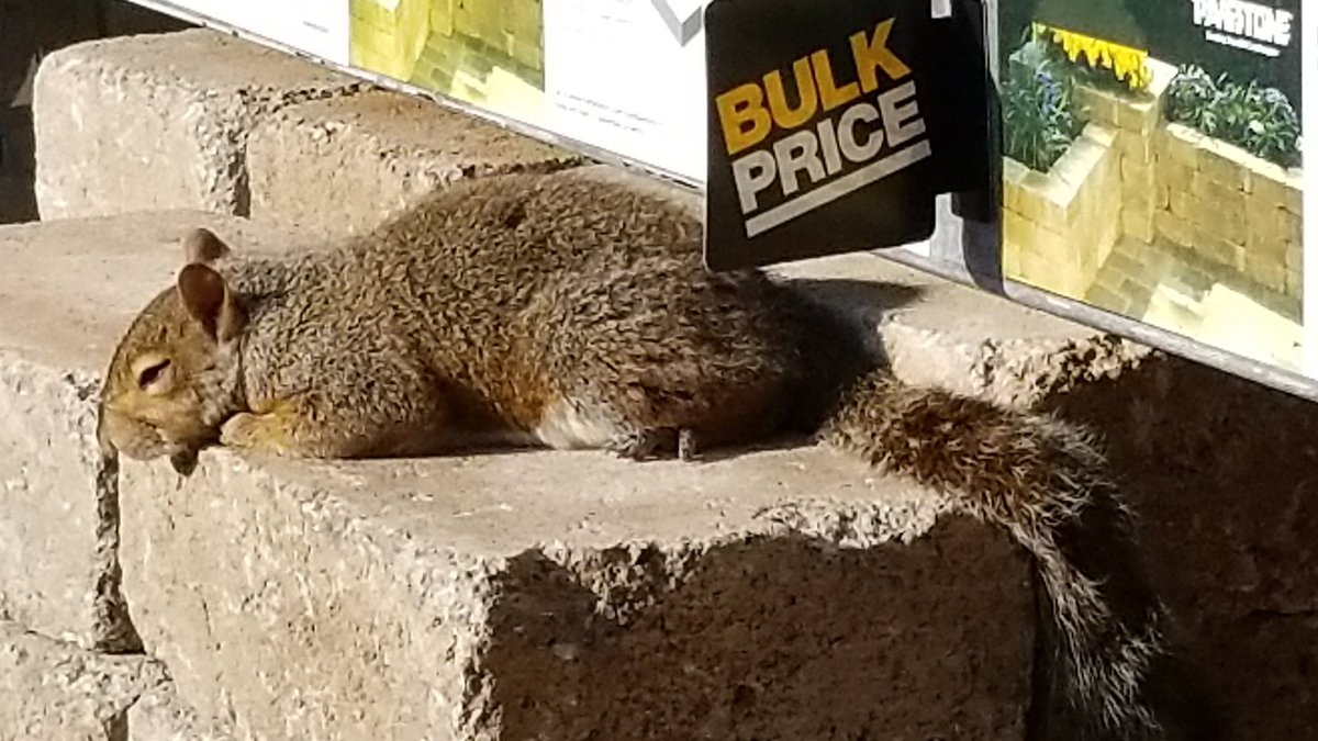 Sleepy little fella. ❤🐿