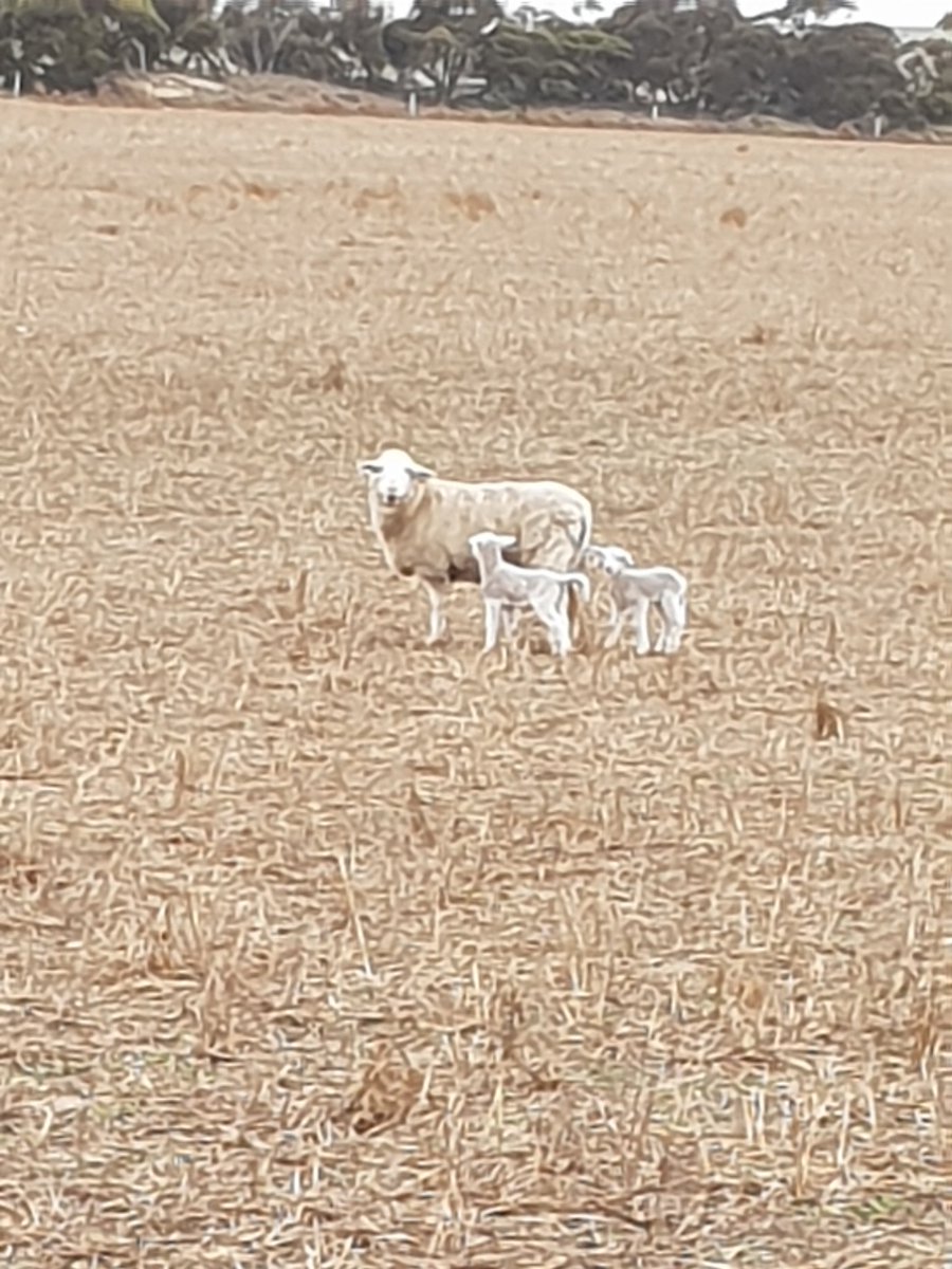 Uralba White Suffolk tweet media