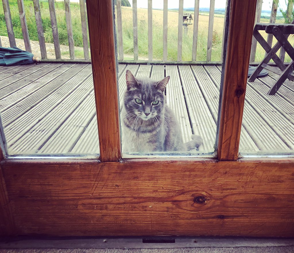 Let me in 🐾 #farmcat #farmstay #access4all
