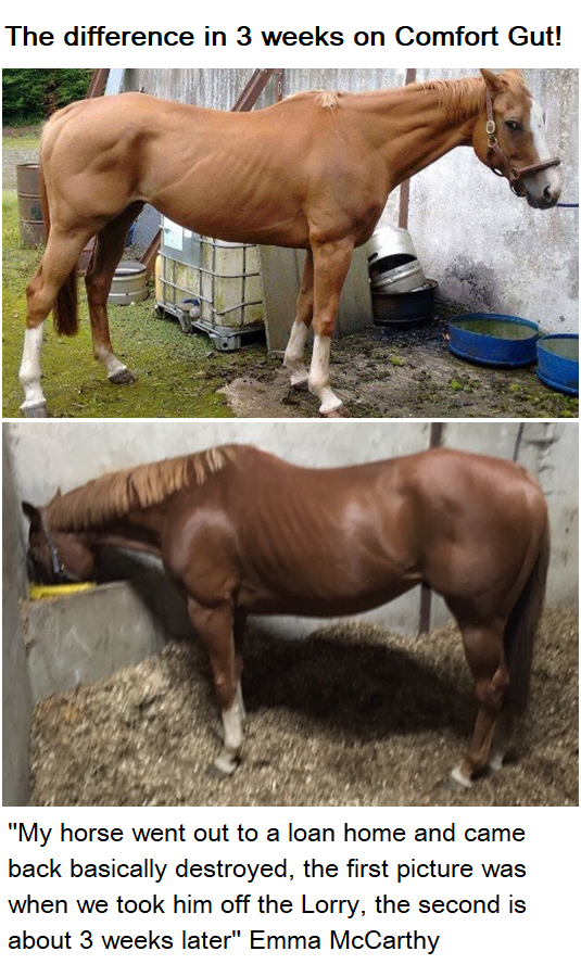 ComfortGutWorld's tweet photo. We are delighted to announce that sole distribution for Comfort Gut in the UK and Middle East is now through Equine Products UK Ltd

https://t.co/XViZ1E9VSD @lottiejones380 @eggsypony @mrsdressage @geek_country @nicolacranham @kerstiea @GingerMareSales @KayHastilow_MS https://t.co/dcbVFe9a9E