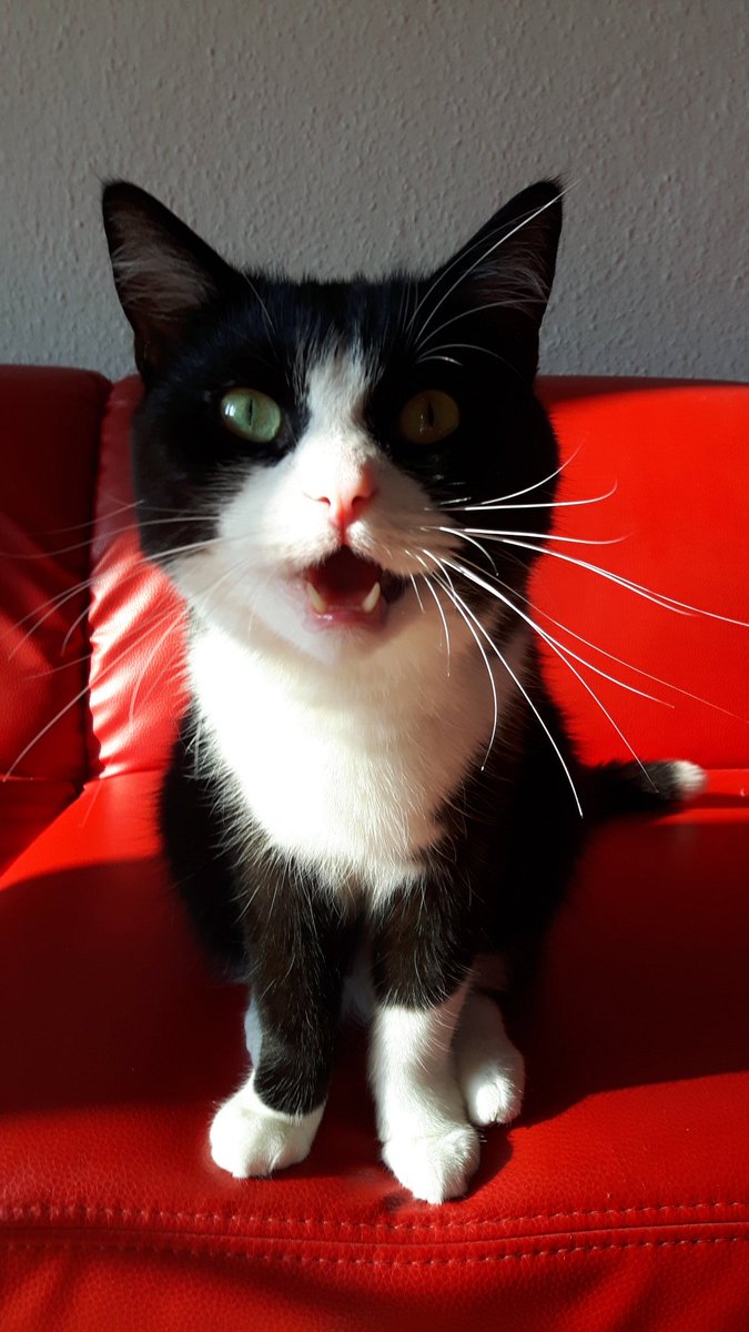 Hopfenschorle's tweet photo. #hwsq Bin dabei!! Darf ich vostellen: Das ist Jax. Jax hat euch alle lieb ♥️♥️ #handherz #pfötchenherz https://t.co/rzgkuATy0U