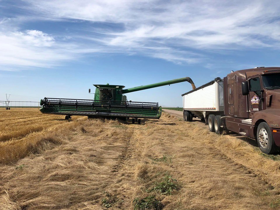 hbusch's tweet photo. Wrapped up harvest yesterday! #wheatharvest19 #kansaswheat #proudproducer #SWKansas https://t.co/HMnDRGeyBP