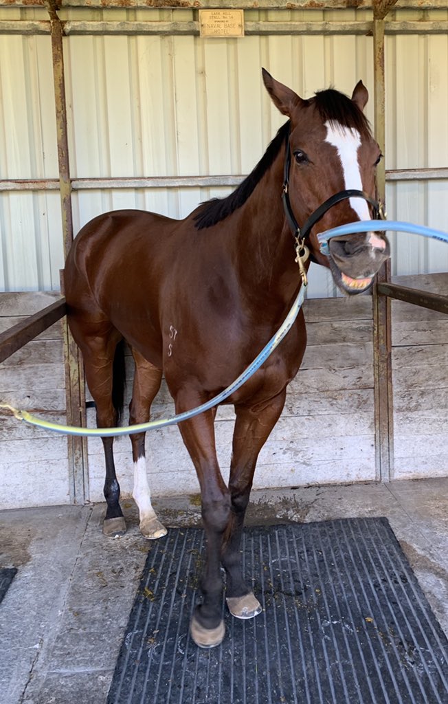 loztor's tweet photo. The Prince looking bigger and stronger as he heads into race 2 @PerthRacing on Saturday. Liking the $5.50 and his chances , but drawn tricky with pace around him and 58kg . Noske aboard for @MortonRacing. #metroboy #winner @buckya63 @danipratt19 @kem_hassan https://t.co/uH49KtzruV