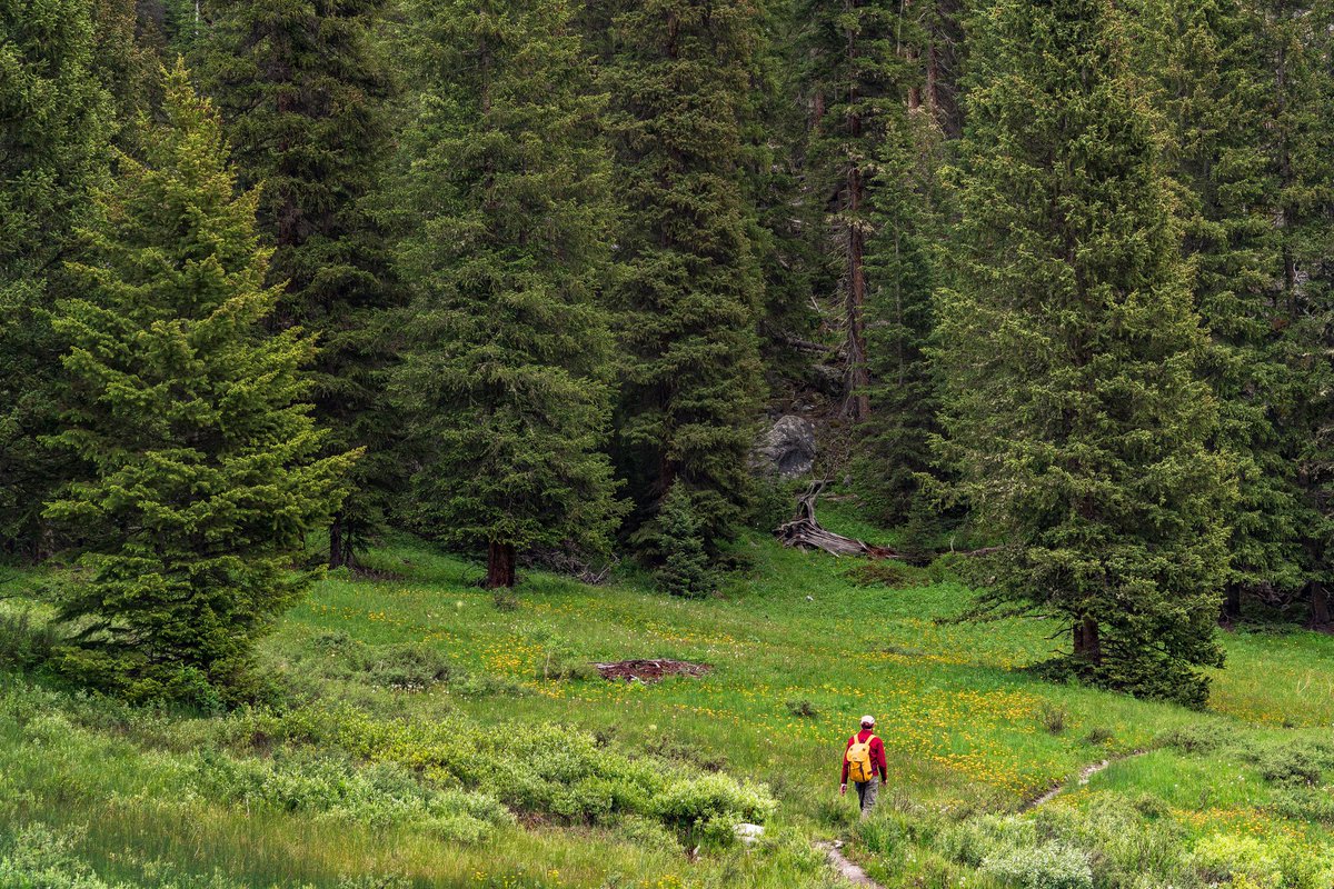 FSC_IC's tweet photo. We love forests! That's it, that's the tweet. 🌳🌳🌳 https://t.co/EChfOZgRXJ