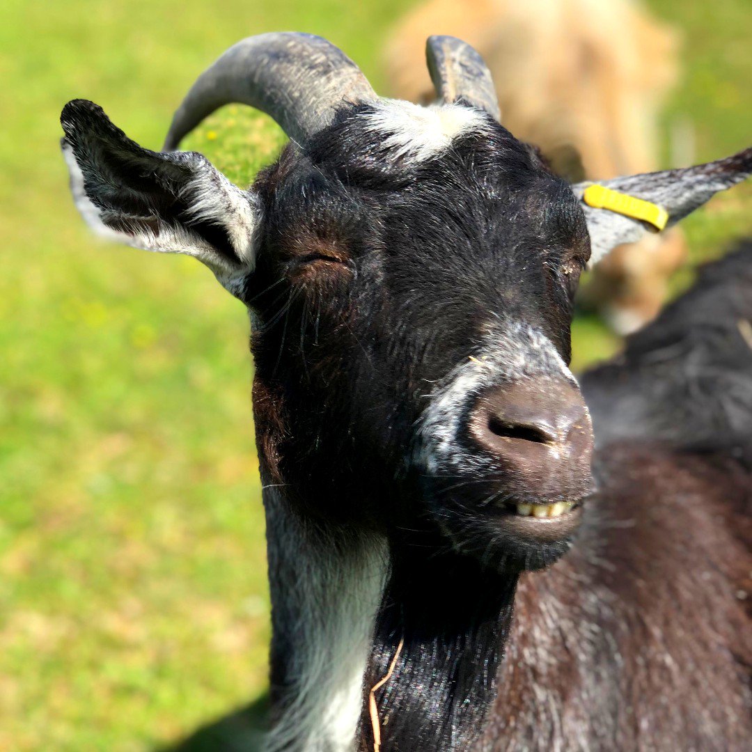 BockettsFarm's tweet photo. When the suns too bright 😂😎🐐
#sunglassesneeded #goat #funnygoats #goatlife #goats #goatsofinstagram #goatlove #farm #goatlover #instagoat #goatcompanions #babygoatsofinstagram #goatsquad #adorablegoat #goaty #goatselfie #goatfarm#world_goats #funnyanimals https://t.co/hutQJi3Uws