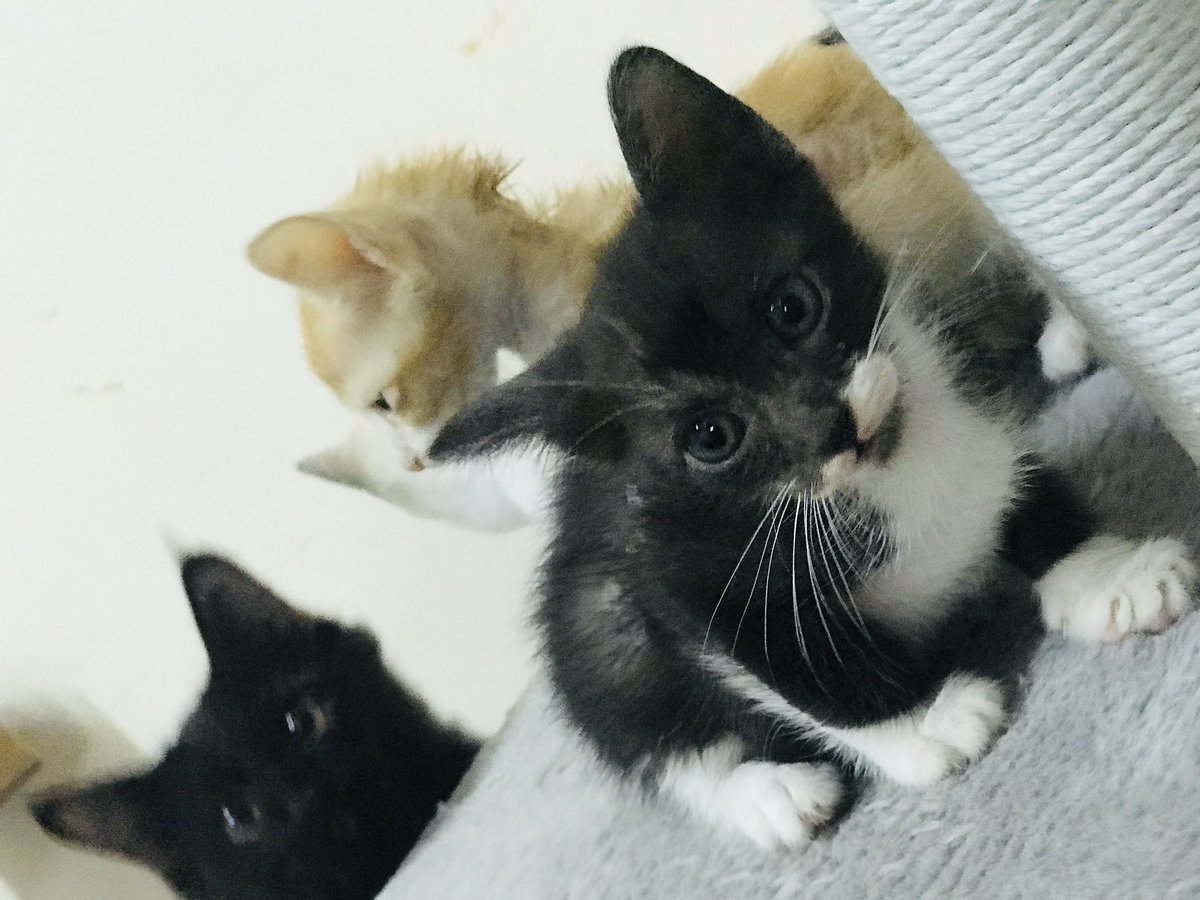 NikmatCinta's tweet photo. Saya ingin memberikan satu keluarga kucing (ibu dan 4 anaknya) secara percuma kpd sesiapa yg berminat memelihara mereka. 
Lokasi: Keramat, KL.
Sila dm saya.

@ulat_bulu_bulu 
@bujibu_chempel https://t.co/hjMJKAhuTD