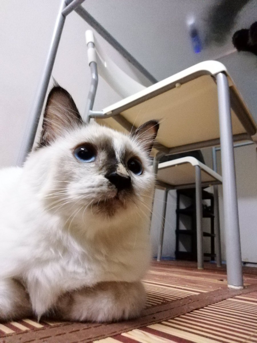 NikmatCinta's tweet photo. Saya ingin memberikan satu keluarga kucing (ibu dan 4 anaknya) secara percuma kpd sesiapa yg berminat memelihara mereka. 
Lokasi: Keramat, KL.
Sila dm saya.

@ulat_bulu_bulu 
@bujibu_chempel https://t.co/hjMJKAhuTD