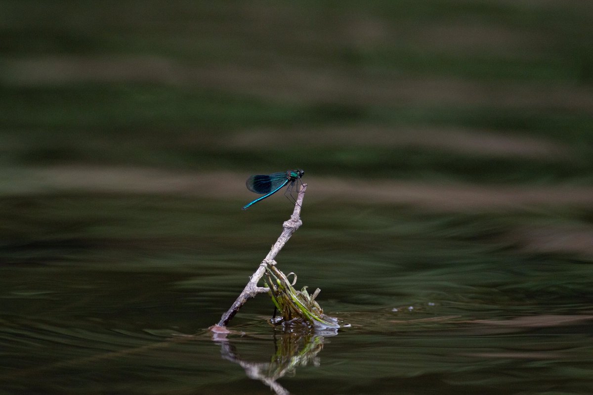 Green Snappa tweet media