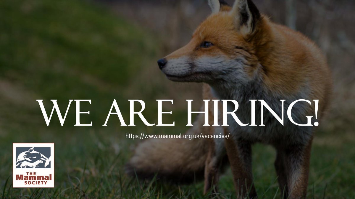 Mammal_Society's tweet photo. 📢 We're hiring  📢
Beth is sadly leaving us at the end of the year to pursue a PhD, which means we're looking for a new Data &amp; Info Officer! If you want to help conserve the UK's #mammals and are familiar with coding in R, then we'd love to hear from you! https://t.co/qSzfCLEcnL https://t.co/Rekwx291Q9