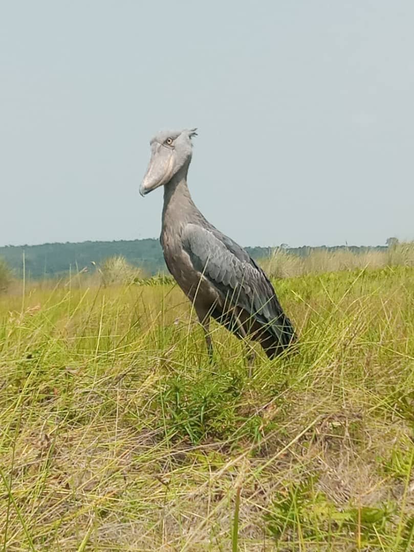 Travel with Wildlife Journeys Ltd tweet media