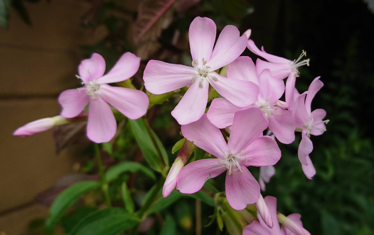 always a joy to see soapwort's fawning pinkish blush - especially on a Peckham street, though no washworks once here to bubble its suds @WildLondon @wildflower_hour @LNHS_Botany @iGiGL @peckhampeculiar