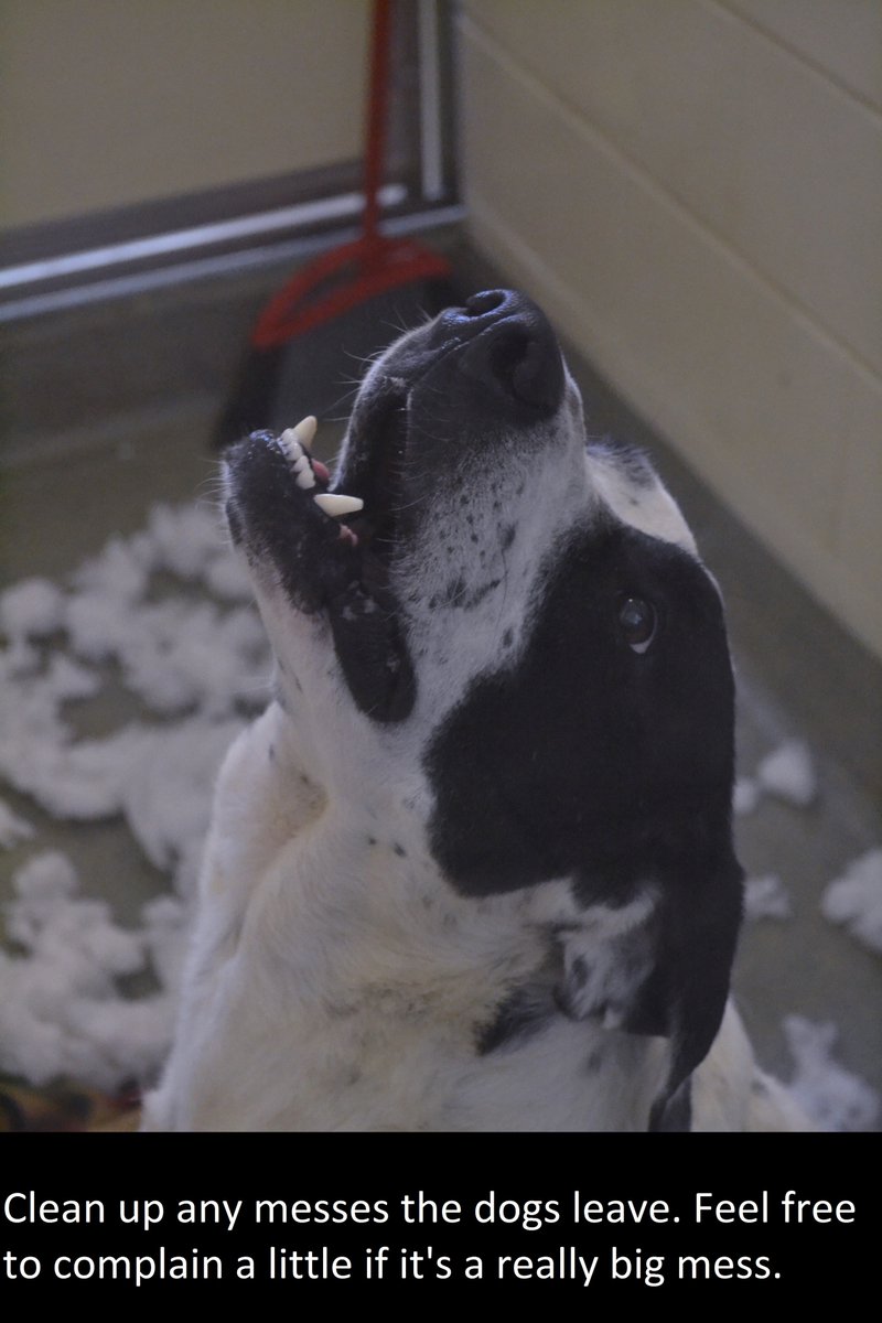 furry friday today is the last day to apply for part time what the position entails